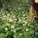 Allium ursinum et Geranium macrorrhizum